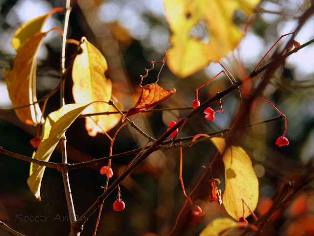 Euonymus hamiltonianus