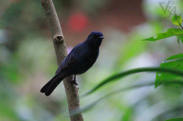 Black Flycatcher at Ooty