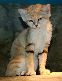 Sand Cat, kucing tanguh penghuni padang pasir