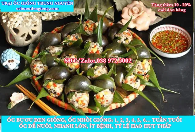 ốc bươu đen ở Ninh Thuận