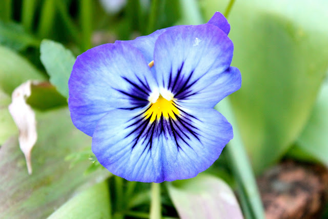 purple pansy