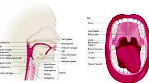what  is Woman head and neck cancer symptoms - Types of head and neck cancer