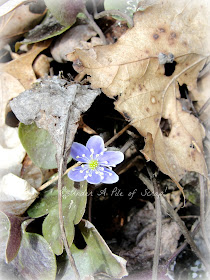 bloom, spring, flowers