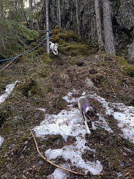 simarudkollen ådalen hvalstjern