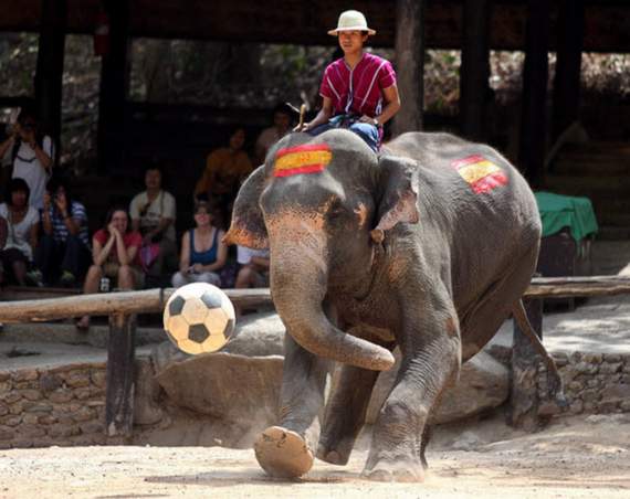 Funny animals playing soccer/football, funny animals, euro 2012, animals play football, animals play soccer