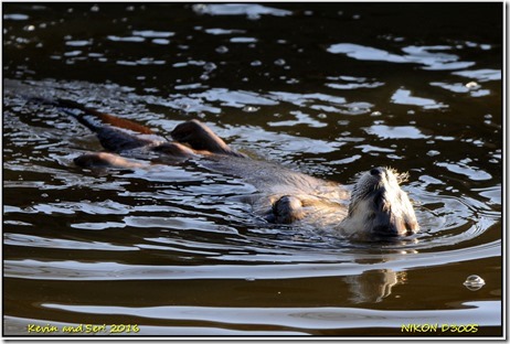 Slimbridge WWT - January