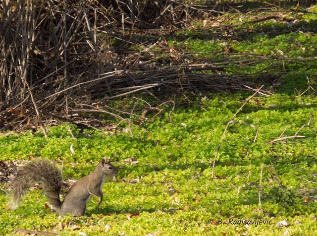 "Larry" Moore Park in Paso Robles: A Photographic Review - Squirrel