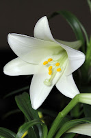 Easter Lily