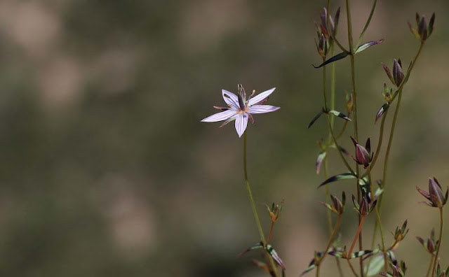 Marsh Felwort Flowers