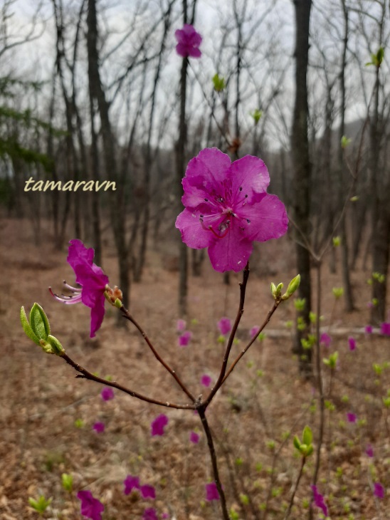 Рододендрон остроконечный (Rhododendron mucronulatum)