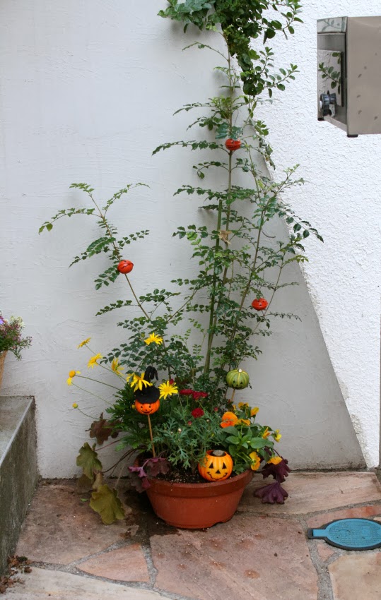 キナコのくらし 旧ボタンのくらし シマトネリコでハロウィンの寄せ植え