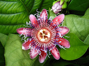Passion flowers. (passion flowers pictures)