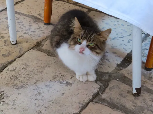 Kitten under a table on a holiday to Dubrovnik