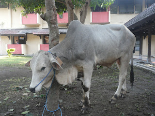 MERAYAKAN QURBAN DI HARI TERAKHIR 