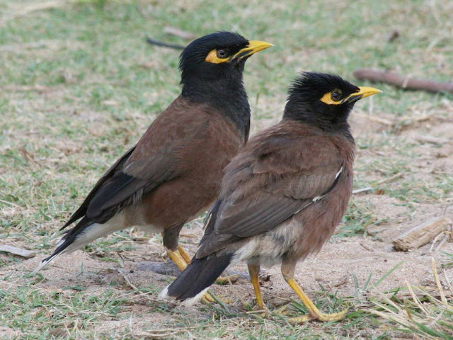 Birds Of The Southeast