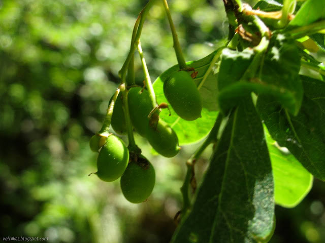 very early fruits