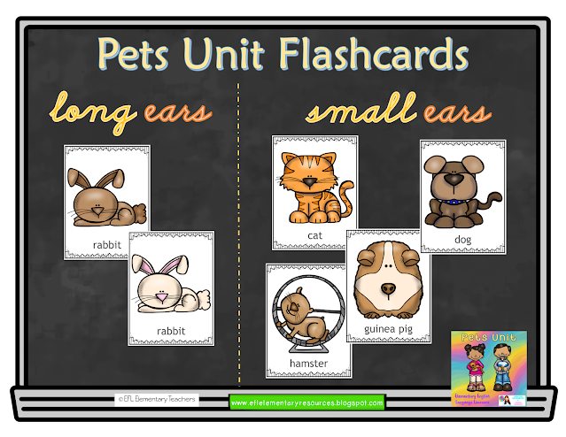 the physical appearance of the pets flashcards