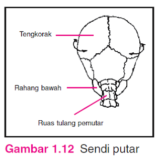 Sendi putar