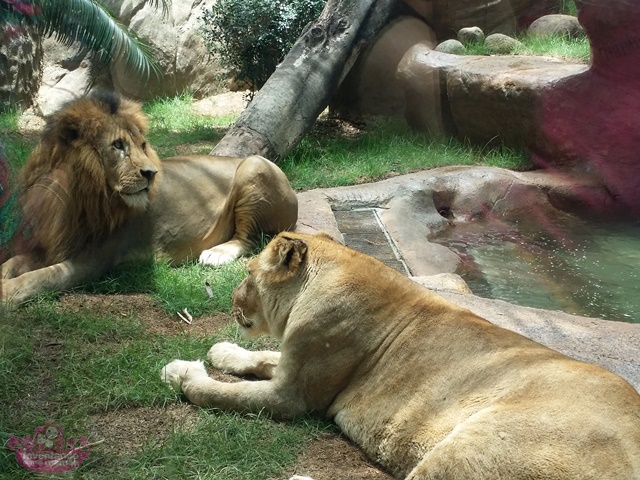 Casal de leões no novo Zoológico do Rio