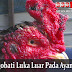 Cara Ampuh Mengobati Luka Luar Ayam bangkok