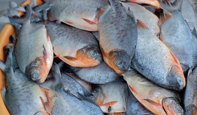 Daftar Harga Supplier Bibit dan Konsumsi Ikan Bawal di Yogyakarta