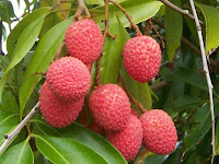 lychee - litchi - Litchi chinensis