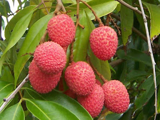 Lychee Fruit pictures