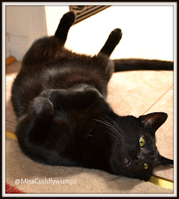 Jack the black cat lying on his back