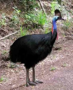 Kasuari Burung Khas Papua