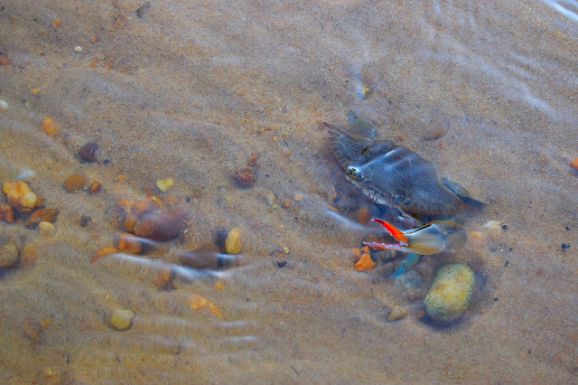 crab pebbles river