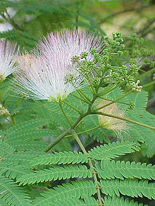 Albizzia amara images