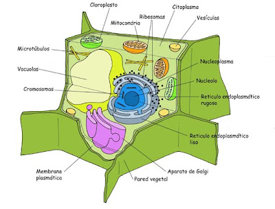 celula vegetal y celula animal. ESQUEMA DE UNA CELULA ANIMAL