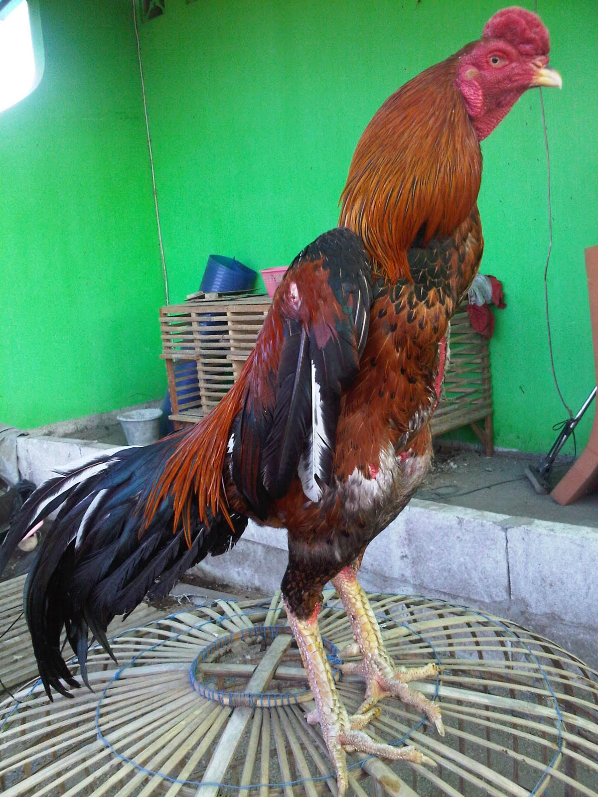Gambar Lucu Ayam Petarung Gambucu