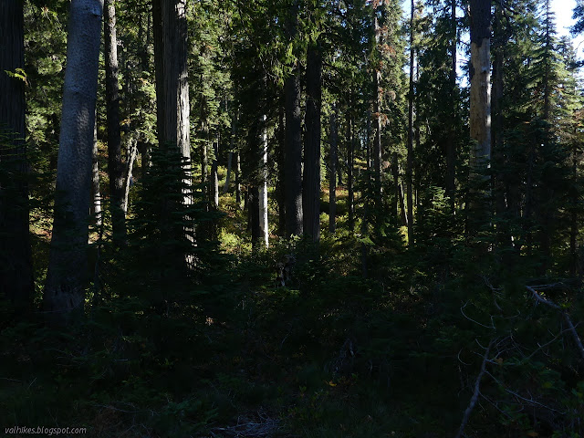 trees near the spring