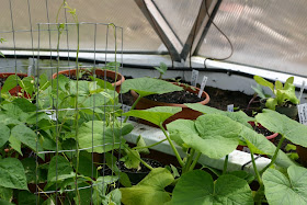 Pumpkins and Bean bucket