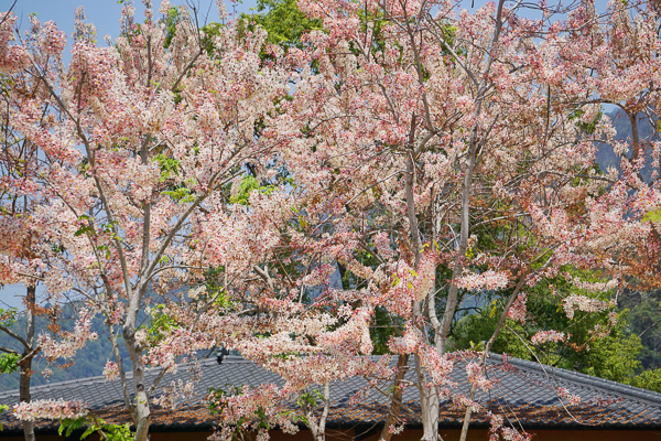 南投埔里國道6號終點花旗木粉紅和白色雙色花旗木難得一見好特別