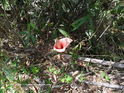 Voodoo Lily - Amorphophallus bulbifer