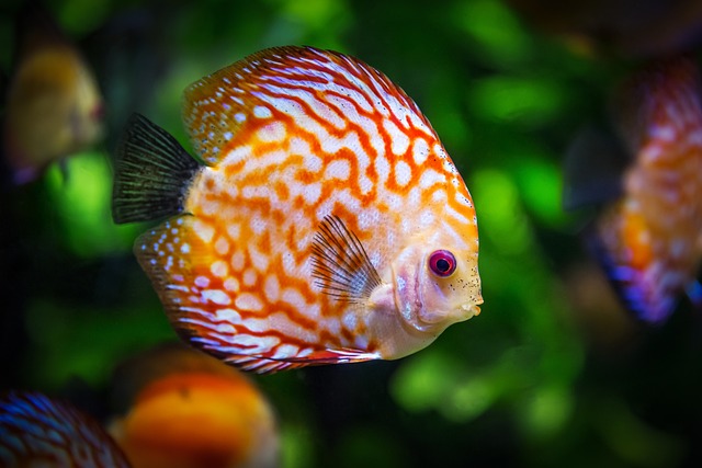 https://www.scienceinter.com/2022/11/study-reveals-how-ancient-fish.html