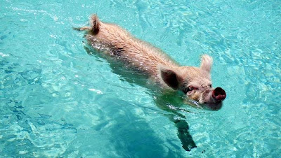 babi berenang dalam air