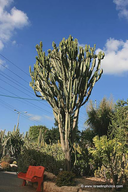 Jardín de kaktusim