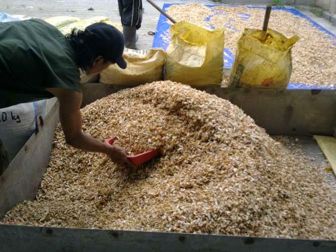 Bersemangat Mencari Ilmu POTENSI LIMBAH UDANG  DALAM 