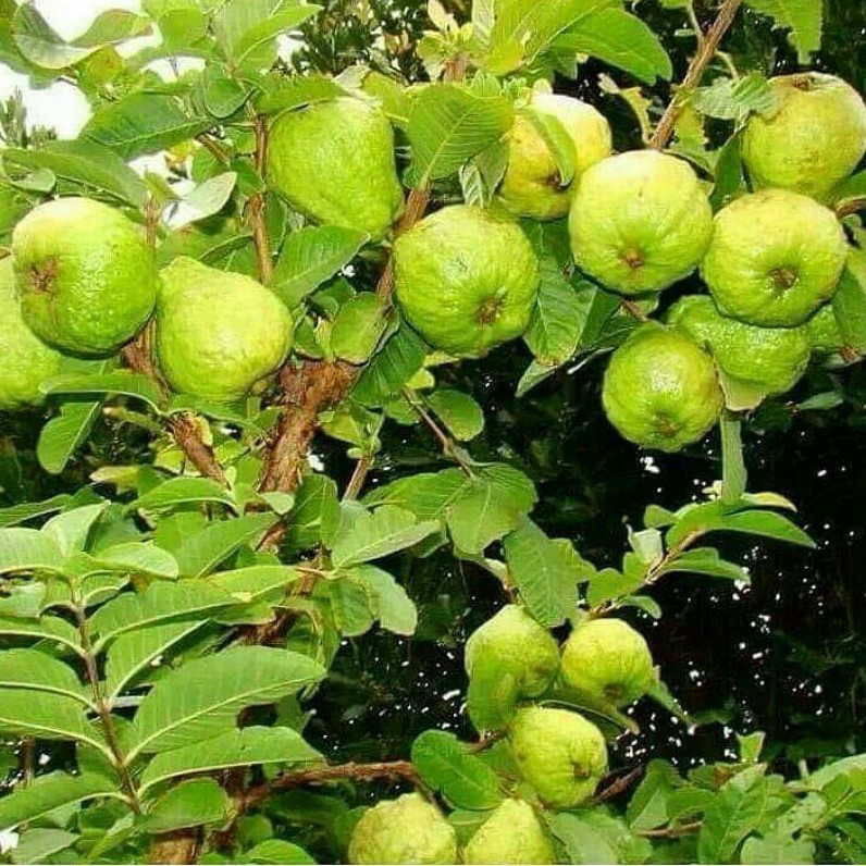 bibit jambu kristal cepat berbuah cocok untuk produktif buah Serang