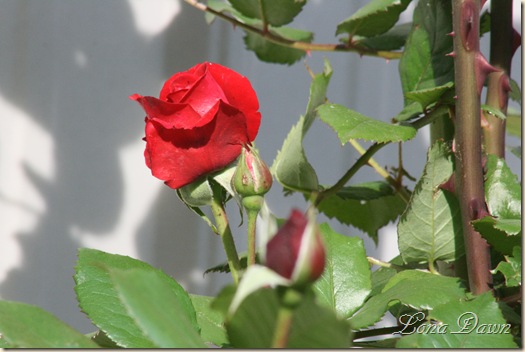Rose_CrimsonBouquet2