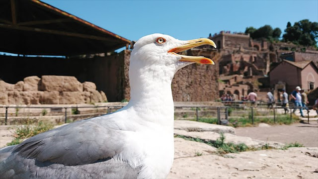 ローマのカモメ