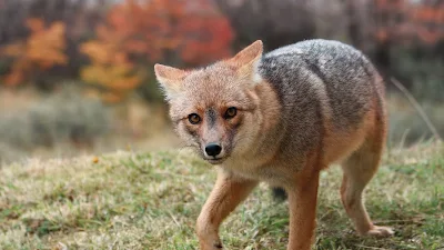 Cute Fox, Nature, Grass, Animal