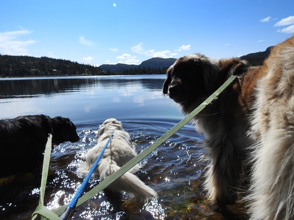 haglebu golden retriever leonberger flat coated retreiver