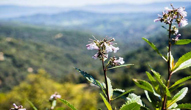 TANAMAN YERBA SANTA