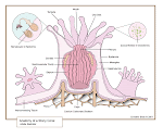 Stony Coral Anatomy