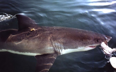 Shark Seen On www.coolpicturegallery.us