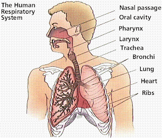 Lung diagram | Lungs image | Simple lungs diagram